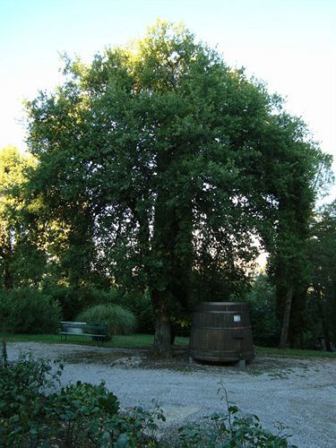 Agriturismo Il Villino Fonterutoli المظهر الخارجي الصورة